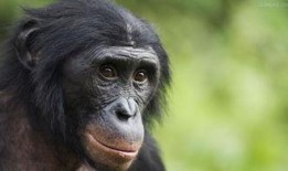 黑猩猩吃角瓜,探索它们对角瓜的独特食用方式