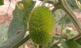 刺猬吃瓜图片大全,趣味横生的自然瞬间