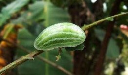 石狮哪里可以摘瓜吃,体验田园采摘乐趣