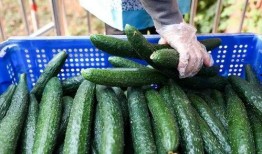 德才高中吃瓜组,揭秘校园风云，笑谈青春岁月