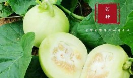 阜阳翰林府吃瓜