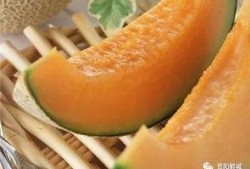 吃网红绿瓜哈密瓜