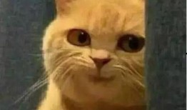 吃瓜小叮铛,揭秘娱乐圈那些不为人知的幕后故事