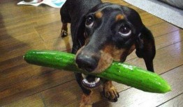 狗狗吃瓜观众,萌宠视角下的娱乐盛宴