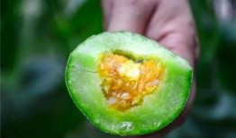 吃心脏什么瓜,吃心脏瓜的神奇功效与食用方法