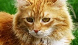 猫咪可以吃小凤瓜不,小凤瓜的妙用