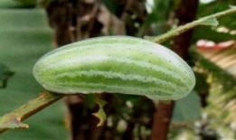 吃手瓜致癌吗,吃手瓜致癌真相，专家权威解读