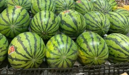 东莞吃瓜圈,揭秘网络热议背后的真实故事