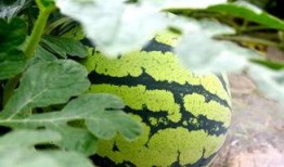 看瓜和吃瓜的古诗有哪些,品读古典诗词中的“看瓜”与“吃瓜”