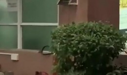 郑州最新吃瓜新闻,揭秘网红餐厅卫生门事件