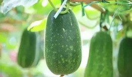 二瓜和头瓜怎么分开吃,二瓜与头瓜的巧妙分食之道