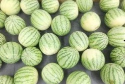 安静吃瓜的教学视频,跟随安静吃瓜教学视频，解锁休闲新姿势