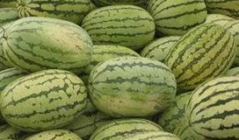 河南信阳少女吃瓜,一场吃瓜引发的甜蜜风波