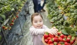 科信灵寿吃瓜,揭秘瓜界新宠，品味健康生活新风尚