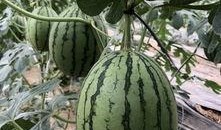 平度网红吃瓜,揭秘背后真相与网络舆论风暴