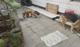 狐狸吃不吃瓜,揭秘狐狸与瓜的奇妙关系