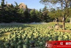 吃瓜美术学院,艺术与生活的跨界碰撞