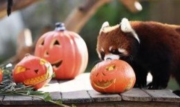 动物吃瓜合集,一场别开生面的美食之旅