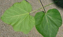 吃瓜叶能干嘛,吃瓜叶的神奇用途揭秘