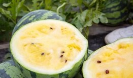 等着吃瓜的视频,精彩瞬间等你来吃瓜