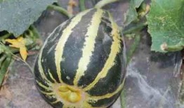 冰糖吃瓜小说,甜蜜诱惑下的爱恨纠葛