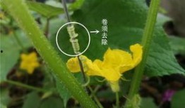 阳台吃瓜赏花图片,繁花似锦尽收眼底