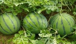 吃瓜还能吃到自己的瓜,揭秘瓜界奇闻轶事