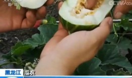 东东中国免费吃瓜