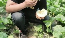 阎良区吃瓜,品味夏日田园风情