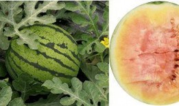 吃巧克力的瓜,甜蜜诱惑背后的奇妙故事