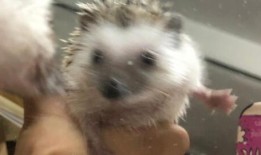 刺猬吃瓜图片大全,趣味横生的自然瞬间