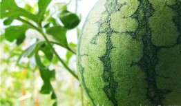 五一51吃瓜,51吃瓜盛宴！