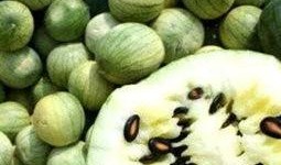 什么瓜喜欢吃瓜子,揭秘瓜子的魅力与诱惑