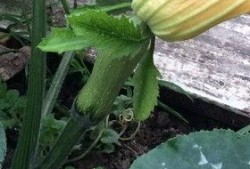 壮壮吃瓜,揭秘瓜界新宠儿的魅力之旅