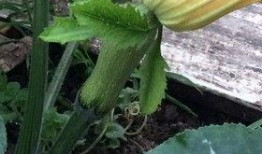 壮壮吃瓜,揭秘瓜界新宠儿的魅力之旅