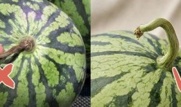 吃瓜西王母,揭秘神话中的神秘仙果与仙界传说