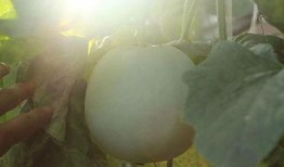 老天赏瓜吃,瓜果飘香，共享丰收喜悦