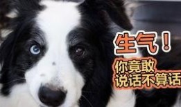 狗狗吃瓜消化吗,消化之谜大揭秘