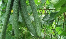 每日吃瓜今日吃瓜,紧跟热点，畅享瓜界盛宴