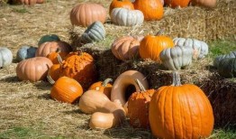 畲族吃瓜,瓜果飘香中的传统美食之旅