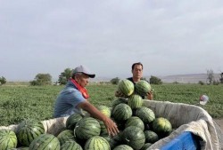 鹤壁森林半岛吃瓜,揭秘网红吃瓜圣地背后的故事