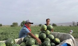 鹤壁森林半岛吃瓜,揭秘网红吃瓜圣地背后的故事