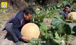 礼县吃瓜事件,一场引发社会热议的网络风波