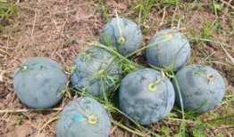 丰沛县吃瓜,探寻当地特色美食之旅