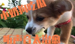 狗狗吃瓜观众,萌宠视角下的娱乐盛宴