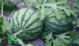 吃瓜吃的是哪个瓜,揭秘“吃瓜群众”的瓜源之谜