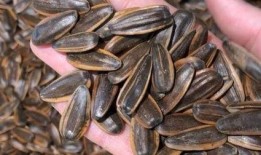 什么瓜喜欢吃瓜子,揭秘瓜子的魅力与诱惑