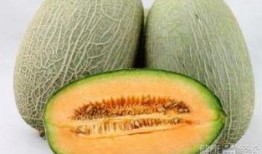 海盗吃哈密瓜,海上奇遇记