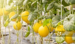 唐唐吃瓜,揭秘娱乐圈那些不为人知的幕后故事