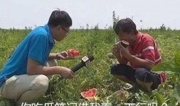 《理性吃瓜》,揭秘网络舆论背后的真相与智慧